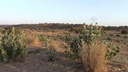 Partridge hunting Irfan dars teetar shikar new