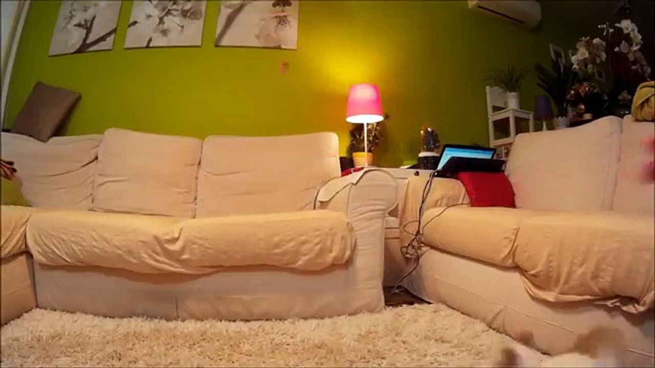 Incroyable : ce chat agit comme un toutou, et rapporte tous les objets qu’on lui lance !