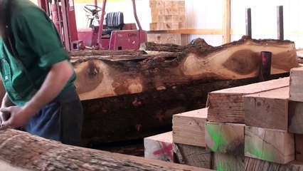 arkansas amish sawmill NWA harvesters lumbermill, white oak, working the green chain