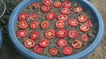how to grow tomatoes from seeds from fresh tomatoes step1