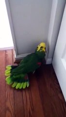 Ce perroquet n'arrête pas de rigoler dans son coin !