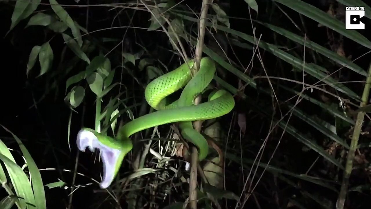 Cette vipère tente de mordre le photographe à une vitesse folle !!