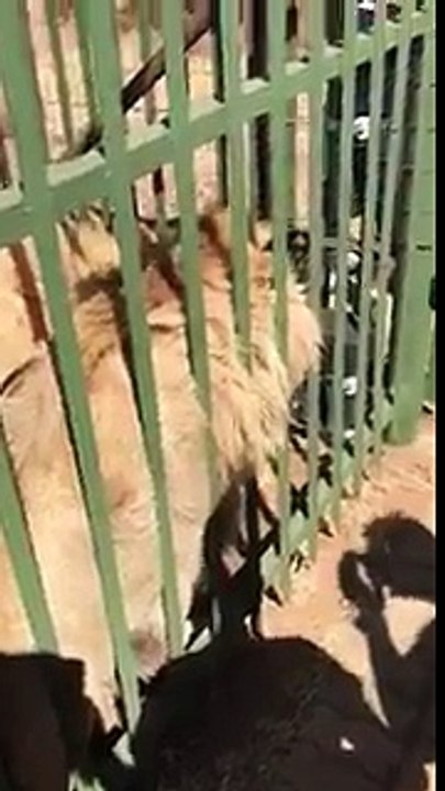 Un rugbyman caresse un lion et se fait mordre