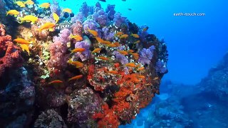 Coral Reefs & Climate Change