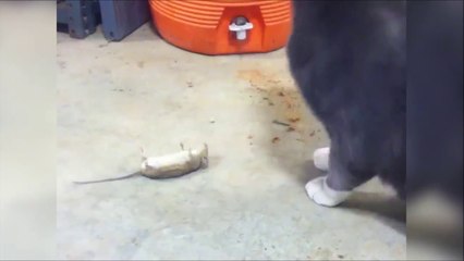 Les souris sont bien plus intelligentes qu'on ne le croit!
