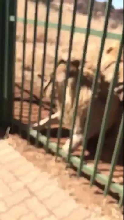 Le joueur de rugby Scott Baldwin se fait mordre par un lion en essayant de le caresser!