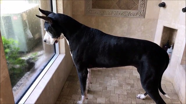 Un écureuil vient narguer un chien derrière une vitre...Cruel