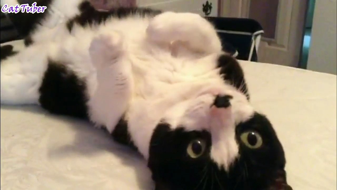 If You're Happy And You Know It Say MEOW - Cute Funny CAT AFV Viral 2017 - Pranks laugh grin