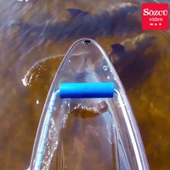 Yunuslar en yakın noktada poz verdi