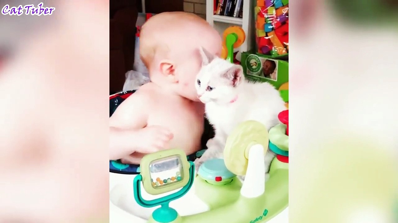 funny videos 2017 - funny pranks - Try not to laugh or grin challenge HARDEST VERSION Cat Edition - Pranks, Laugh , Grin