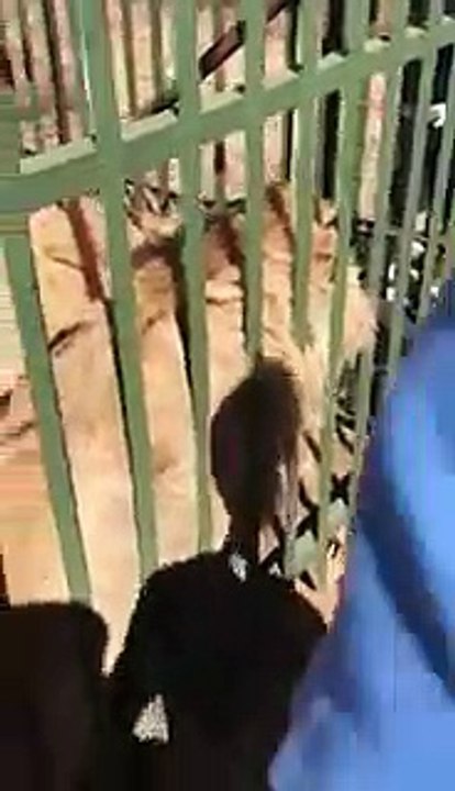 Un lion mord la main du joueur de rugby Scott Baldwin !