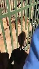 Un lion mord la main du joueur de rugby Scott Baldwin !