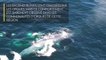 [Insolite] Des orques attaquent une baleine bleue