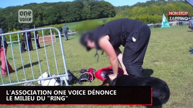 Etranglements, fouets… Les images choc d’un centre de dressage pour chiens (Vidéo)