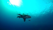 RED_SEA_ALL_23.15.24_5.28G_2048_Convert