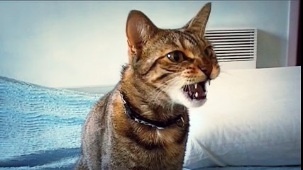 [Insolite] Le chat qui dit ''maman''