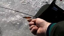 Sight Icefishing (looking down the hole) - Icehole Adventure #1 for new