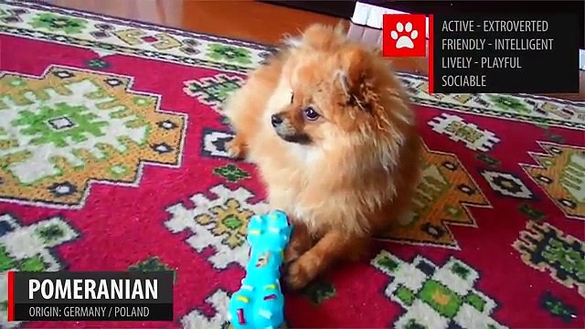 Breeds of Dogs - Part 1 - Learn Different Types of Dogs | Dog Breeds 101