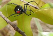 Deadly Spiders and Insects  Documentary 2017