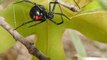 Deadly Spiders and Insects  Documentary 2017