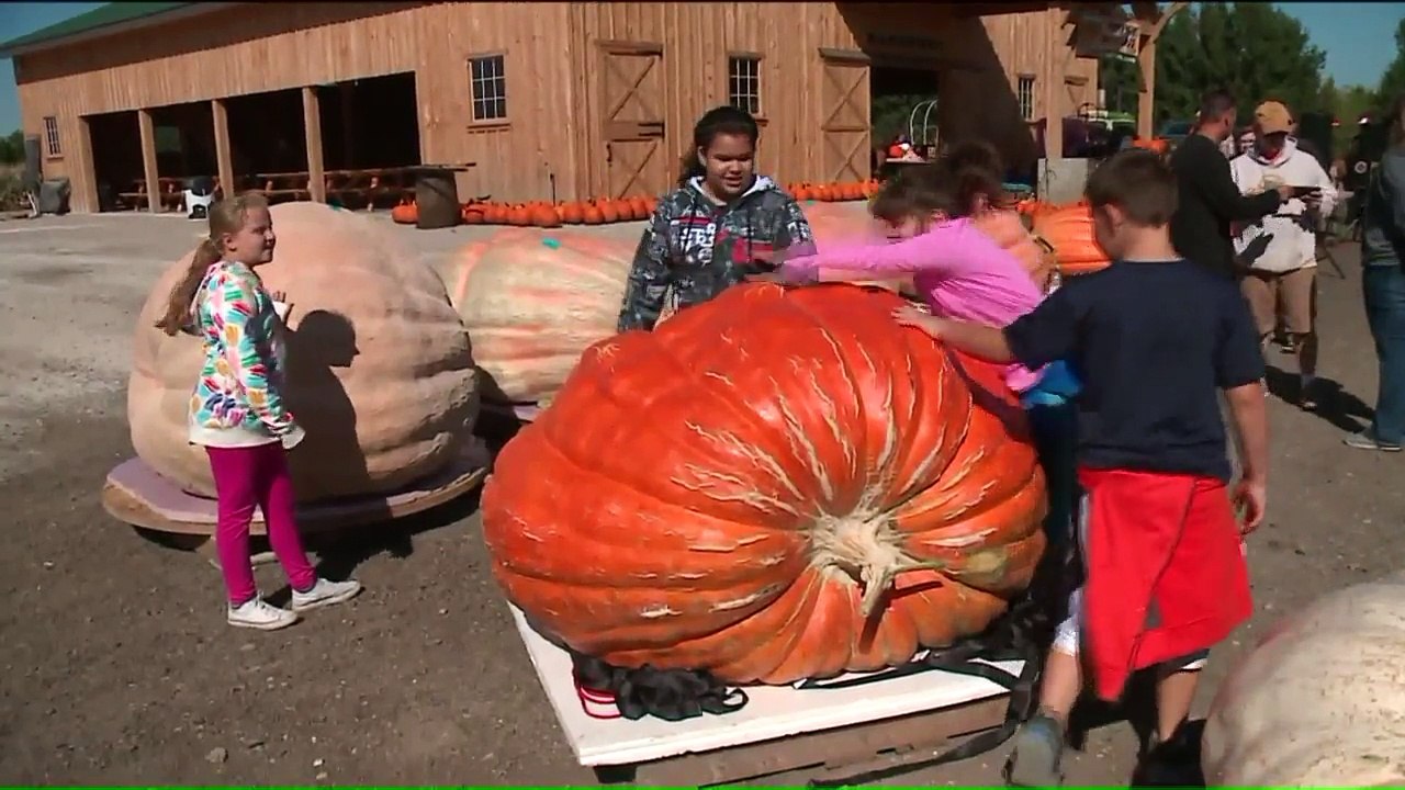 Massive Pumpkins Weighed During Annual Illinois Event