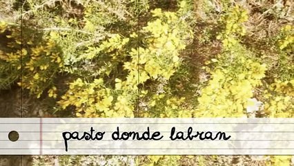 Apicultura tradicional