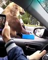 Na Rússia encontramos tudo... um urso na estrada e que faz gestos obscenos!