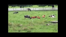 caballos y vacas