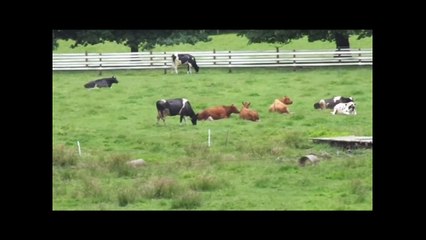 caballos y vacas