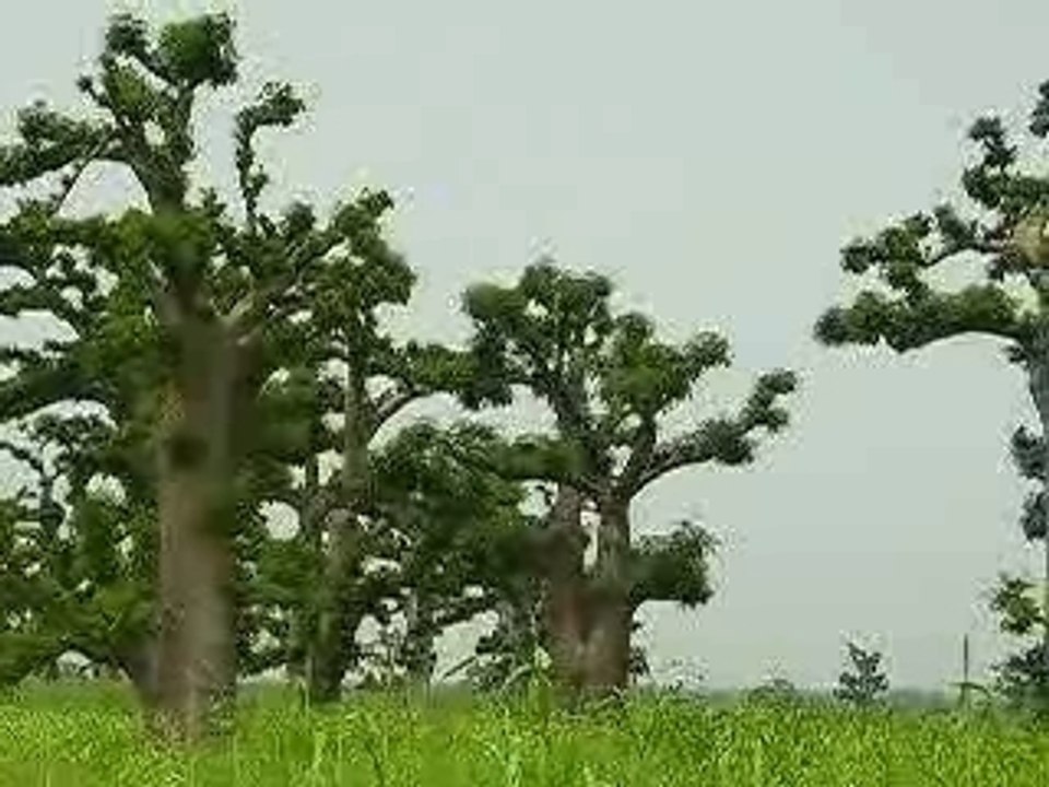 Forêt de baobabs
