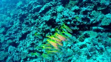 Over The Red Sea