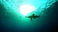 2017 Surfing The Red Sea of Egypt