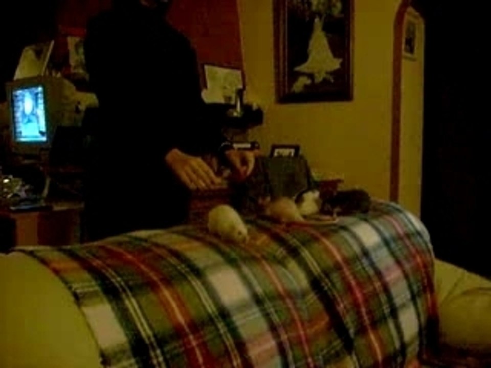 Les puces en sorties 026