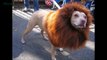 Creative Halloween Costumes for Pets (̶◉͛‿◉̶)