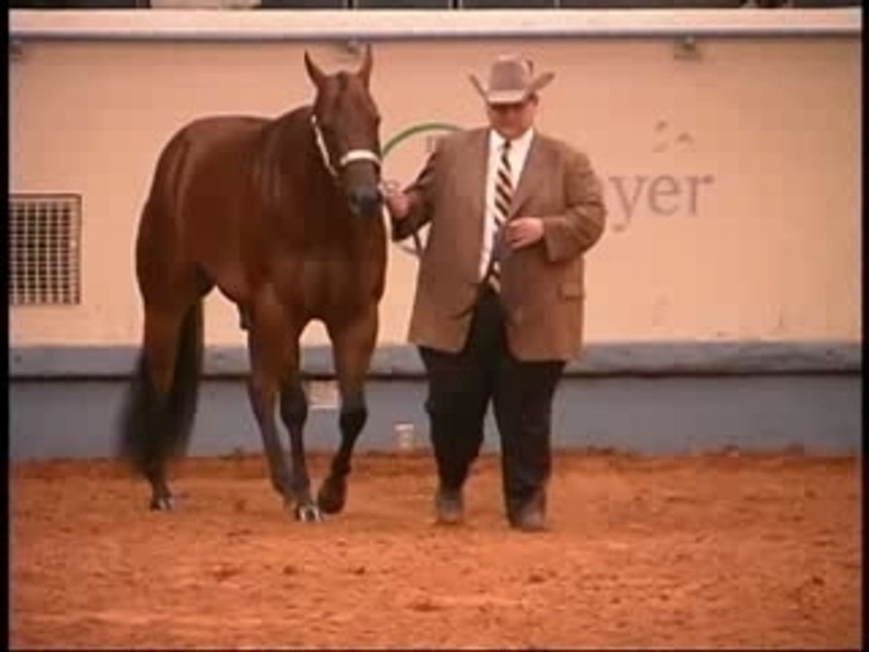 Am3yroldgeldings