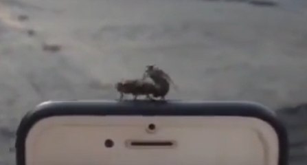 Two Flies Making Love On Woman's Phone