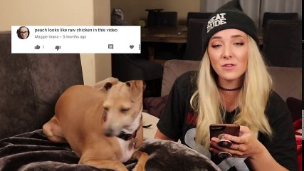 Reading Mean Comments About My Dogs