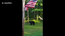 Territorial mother bear chases other family away