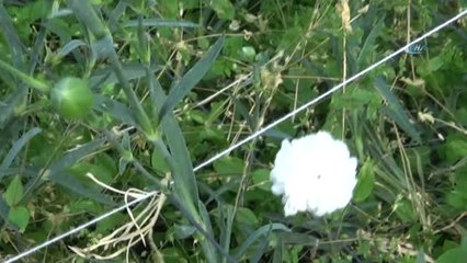 Kesme Çiçekten Yılda 20 Milyon TL Kazanç Sağlıyorlar