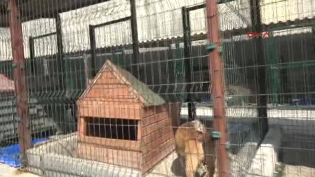 Köpek Barınağının 'Ömür Boyu Mahkumları\