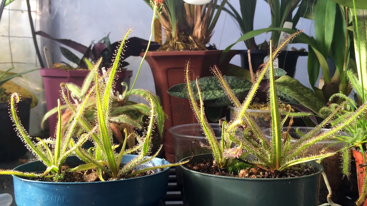 How to grow Carnivorous plants/ Detailed King Sundew Drosera regia Care and Culture
