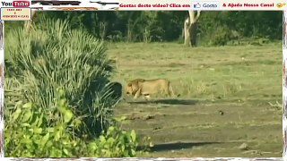 Leões VS Elefantes - Afinal Quem É O Rei Da Selva