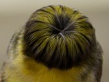 Qủa đầu style nhất trong thế giới loài chim
