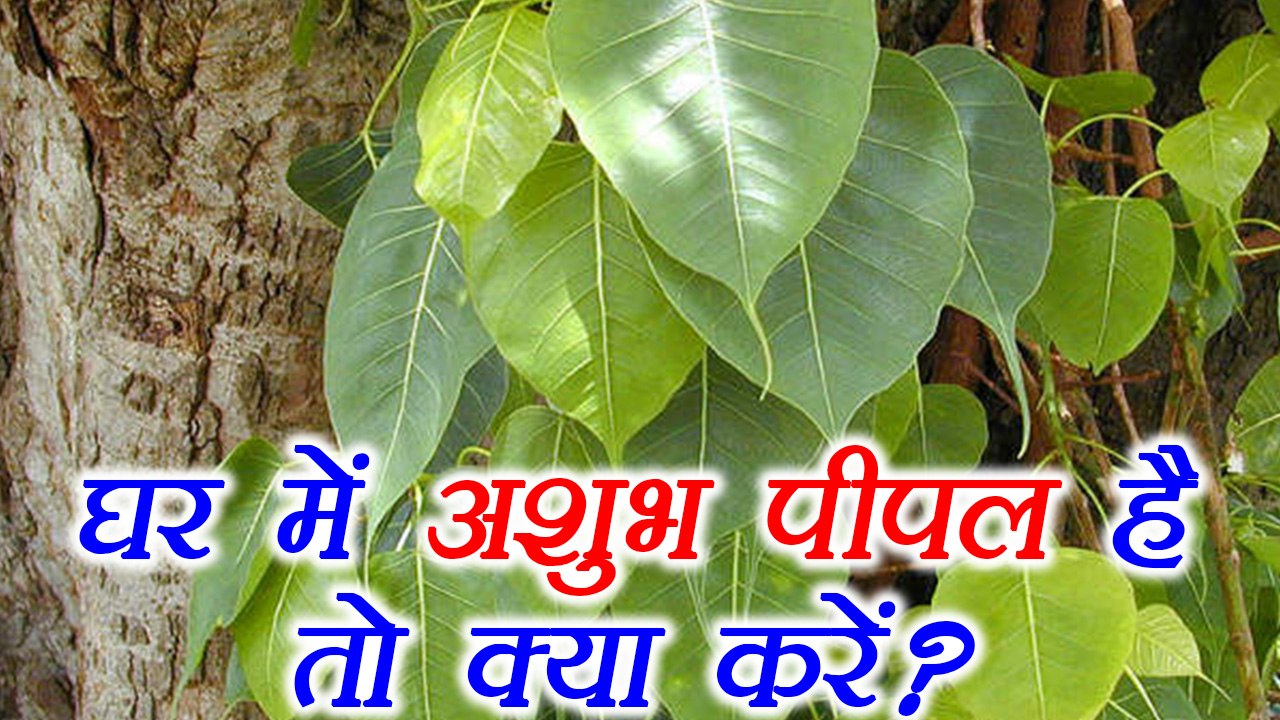 Peepal: घर में उग आये पीपल तो क्या करें | Peepal Astro Remedy | Boldsky