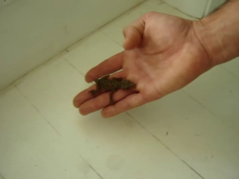 Ce petit lézard Gecko est super ENERVE !!!