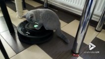 Ce chat se demande bien pourquoi il bouge tout seul... assis sur cet aspirateur automatique Roomba