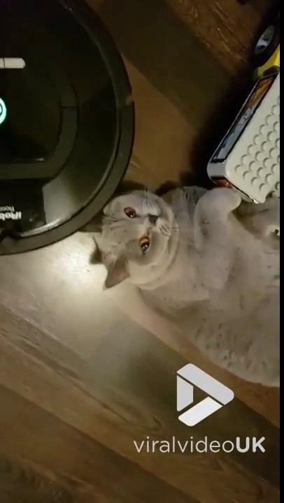 Meilleur massage de tête pour ce chat par Roomba l'aspirateur automatique !