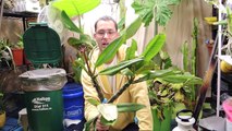 Overwintering Plumeria seedlings and Preparing cuttings