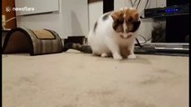 Cats is confused by bug