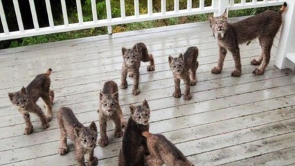 Il se fait réveiller par une famille de petits lynx qui jouent devant sa porte en compagnie de leur mère !